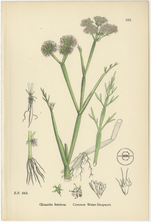 Antique English Botanical Interior Prints, Hare’s-ear & Water Dropwort, 1902, view 9