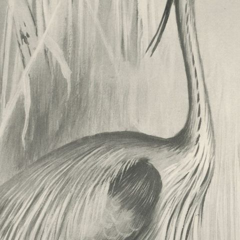 Grey Heron at the Water, Antique Bird Print after Lilian Medland, circa 1909, close-up 3