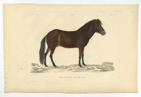Rare Antique Print of the Icelandic Horse, 1842, view 2