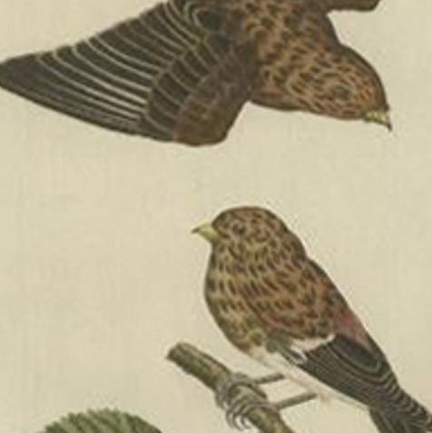 Twite, Fringilla Flavirostris, Antique Hand-Coloured Bird Print, 1809, close-up 2