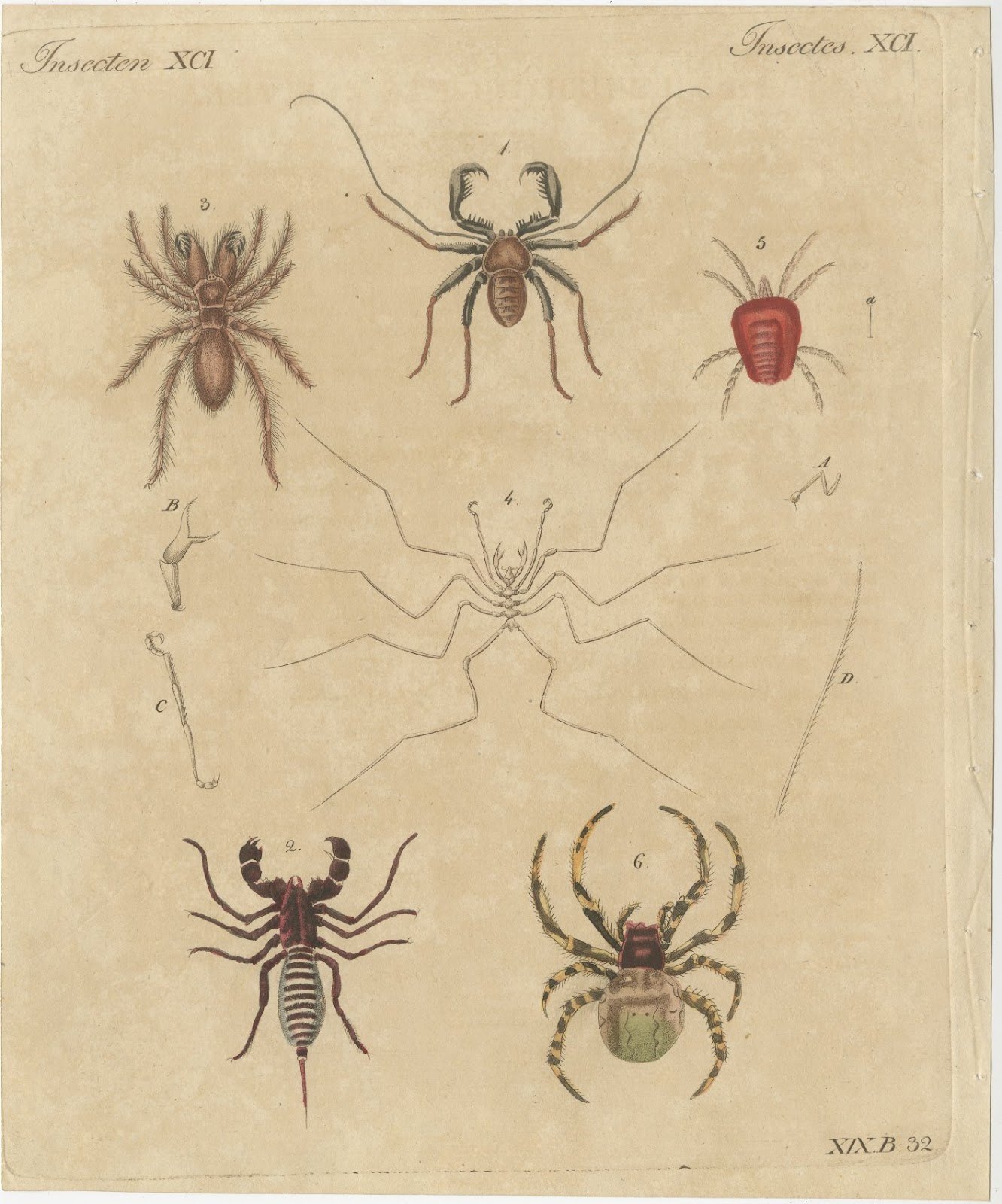 Whip Scorpion, Tarantula and Red Mite, Antique Bertuch Print, circa 1820