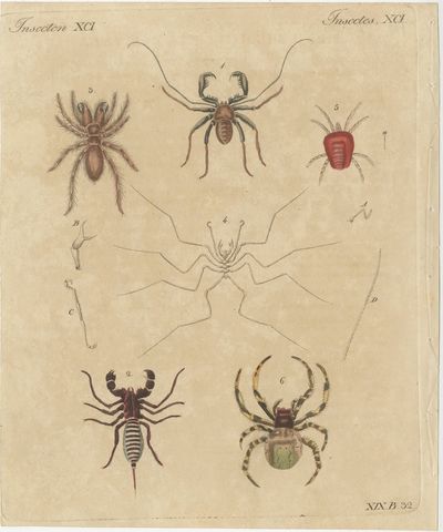 Whip Scorpion, Tarantula and Red Mite, Antique Bertuch Print, circa 1820