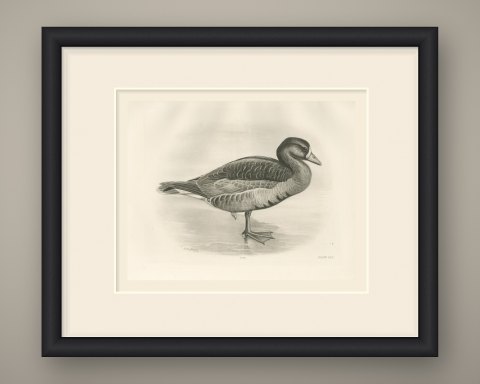 White-fronted Goose Standing in Shallow Water after Lilian Medland, c. 1909, shown framed