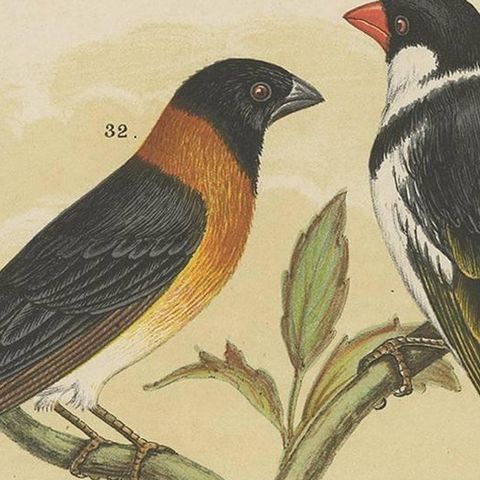Antique Bird Print of the Whydahbird and Others by A. Nuyens, 1886, close-up 1