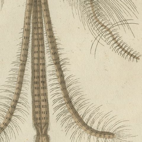 Gnat with Magnified Feathered Head, Antique Bertuch Print, circa 1805, close-up 4