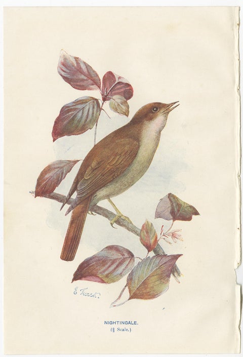 Set of 4 Antique Bird Prints Ringdove, Shore Lark, Nightingale, Rock Dove, view 4