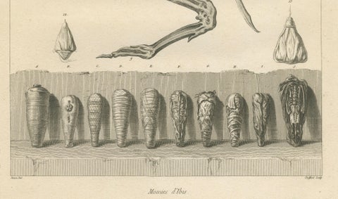 Mummies of Ibis and Skeletal Remains, Egypt, Antique Engraving, c.1802, close-up 2