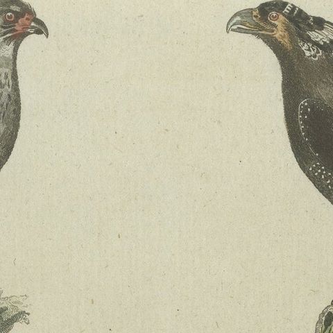 Antique Print of Various African Birds Including the Red-Necked Falcon, close-up 3