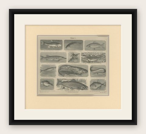 Antique Print of Cod and Other Fishes by Meyer 'c.1890', shown framed