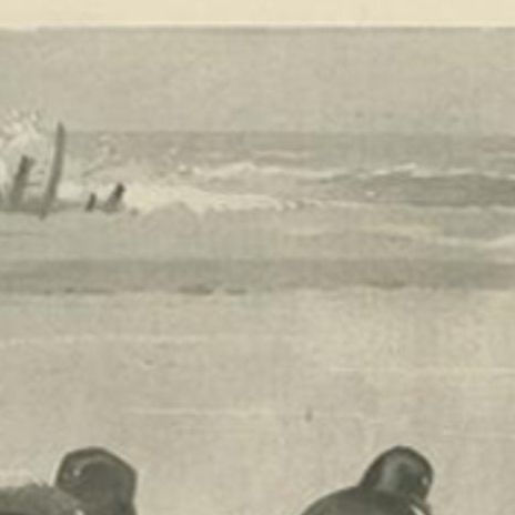 Antique Bird Print of Birds on the Seashore Made After A. Thorburn, 1896, close-up 1