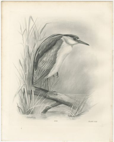 Night Heron, Antique Bird Print after Lilian Medland, circa 1909, view 2