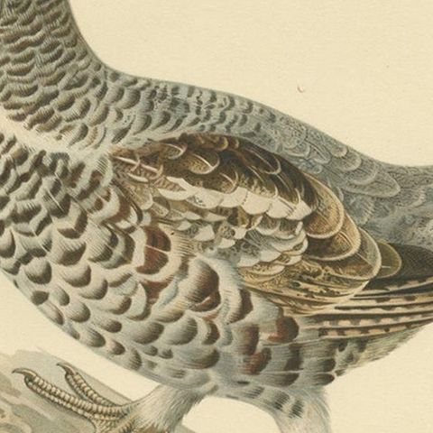 Antique Bird Print of the Hazel Grouse 'Male' by Von Wright, 1929, close-up 2