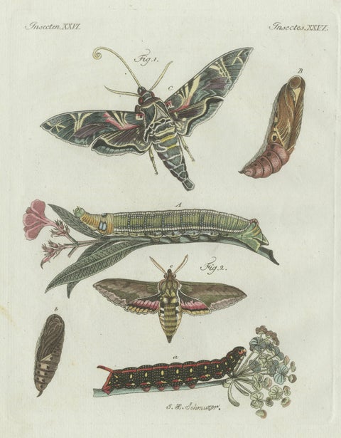 Original Antique Print of Exotic Moths and Caterpillars by Bertuch, c. 1800, close-up 3