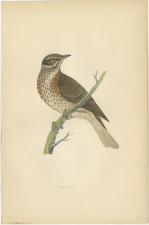 Redwing on a Green Branch, Hand Colored Bird Print, Morris, 1896, view 2