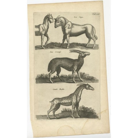 Rare Animals Lea Capra, Fantasy Creature, Ovis Cretensis, Camelo Pardalis, 1657, view 2