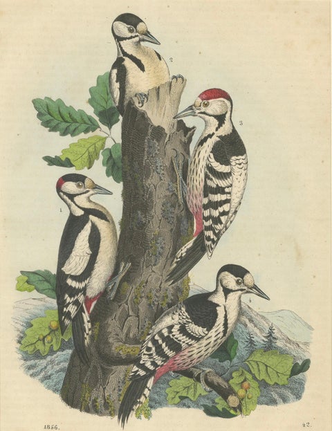 Woodpeckers in Harmony: An 1856 Avian Study in a Hand-Coloured Lithograph, close-up 4