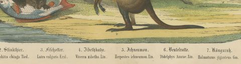 Antique Kangaroo and Otter Print with Ermine and Skunk, Kolb Mammals, circa 1890, close-up 2