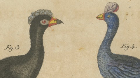 Antique Hand-Colored Crested Birds Engraving, Bertuch, c. 1800, close-up 6
