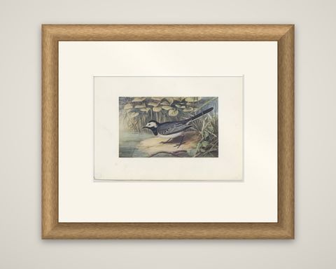 Antique Bird Print of The Pied Wagtail by Bonhote, 1907, shown framed