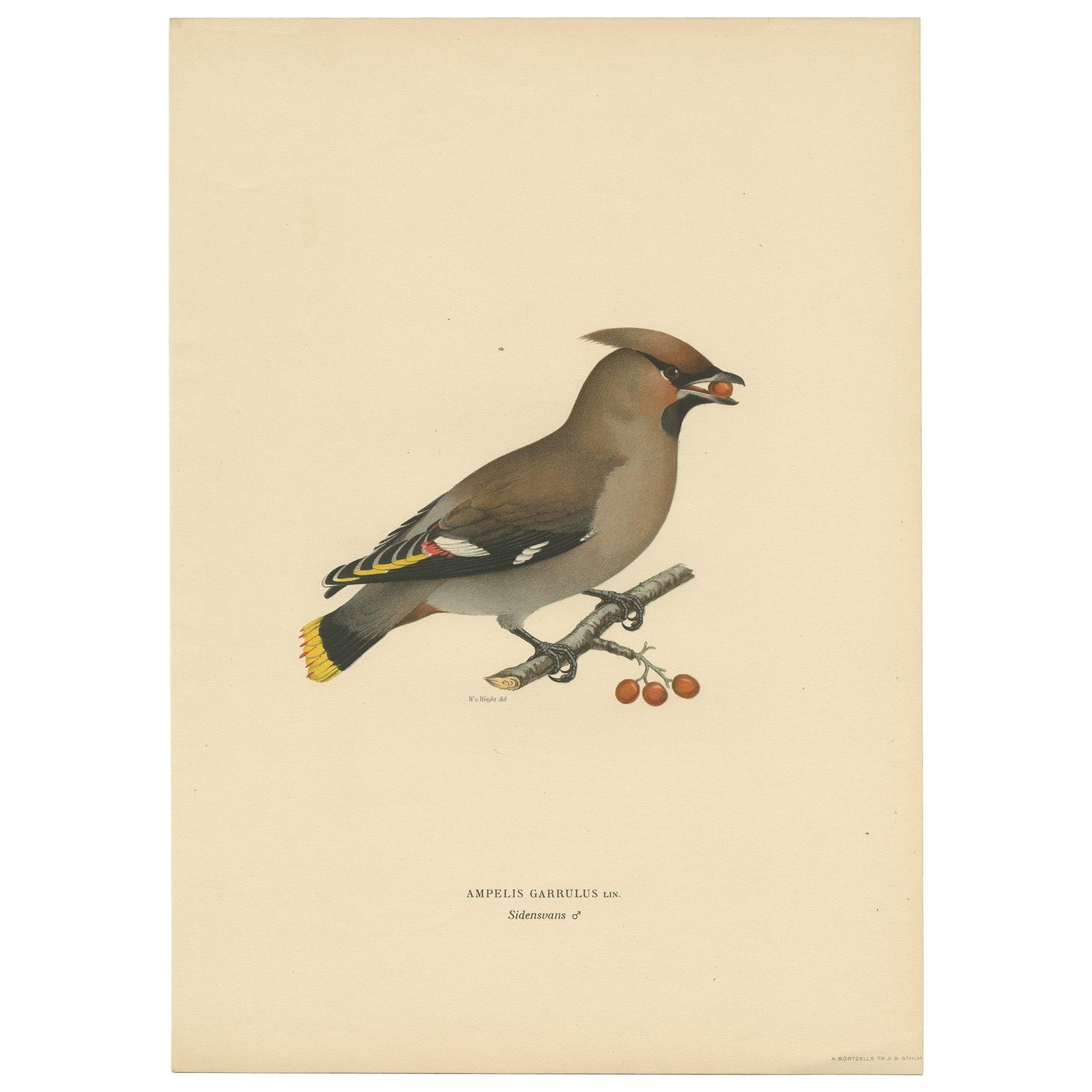 Antique Bird Print of the Bohemian Waxwing by Von Wright, 1927