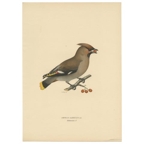 Antique Bird Print of the Bohemian Waxwing by Von Wright, 1927