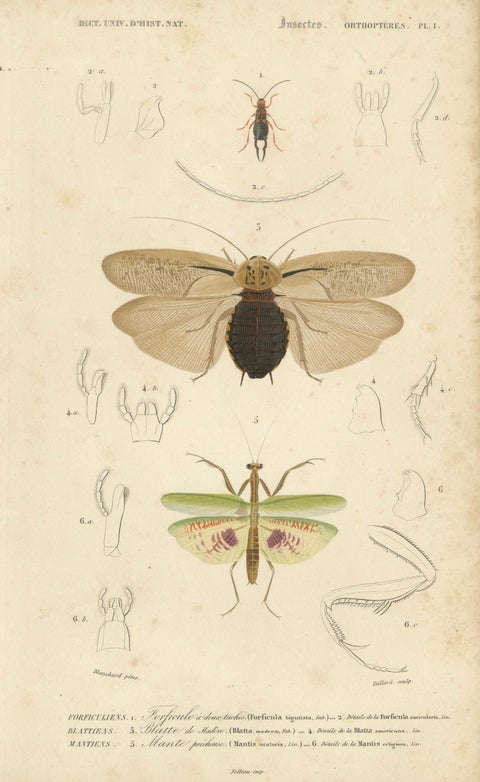 Antique Orthoptères Pair, Grasshoppers, Mantids & Earwigs, French c.1800, close-up 5