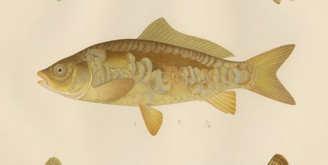 Carp, Goldfish, and Loaches - Vibrant Freshwater Fish of Scandinavia, 1895, close-up 5