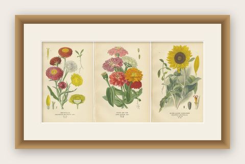 Antique Botanical Prints Trio: Immortelles, Youth and Age, Sunflower, 1897, shown framed