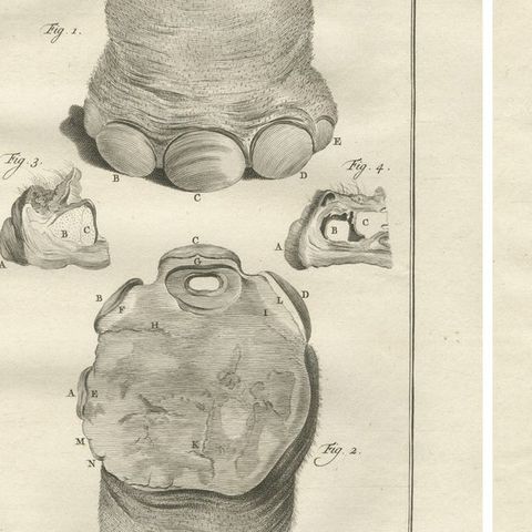 Sophisticated Elephant Anatomy Wall Set, Original Buffon Engravings, 1769, close-up 1
