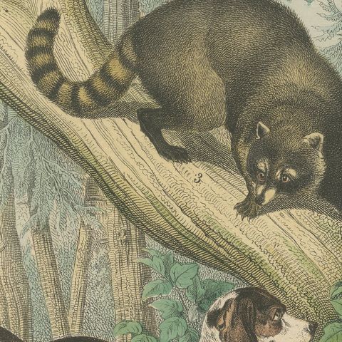 Antique Grizzly and Black Bear Print with Wolf, Fox and Raccoon, circa 1890, close-up 4