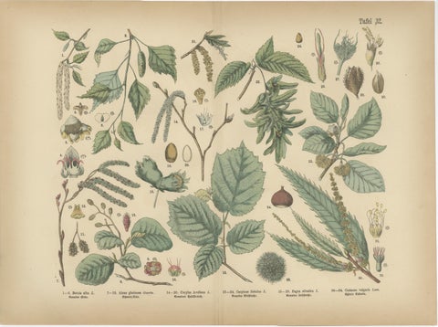 Antique Botanical Prints Set, German Flora & Orchids Atlas, Stuttgart 1885, view 5