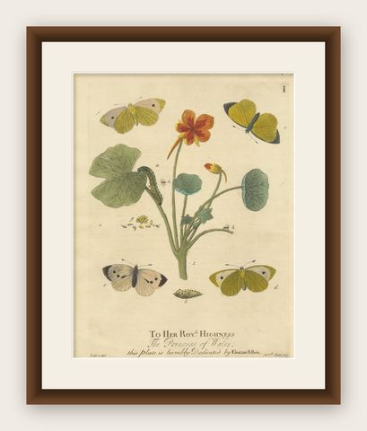 Elephant Hawk-Moth and Bedstraw from A Natural History of English Insects, 1749, shown framed