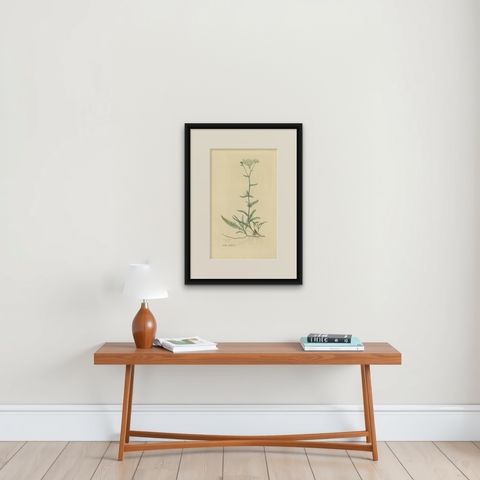 Antique Botany Print of Achillea Millefolium by Curtis 'circa 1817', shown framed on a wall