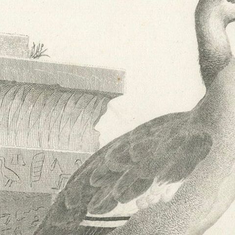 Engraving of Egyptian Goose by Nicolas Maréchal and S.C. Miger, 1808, close-up 5