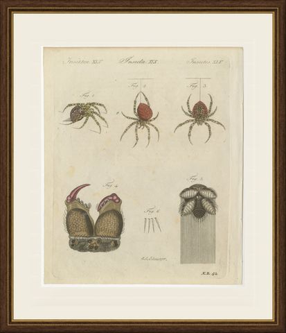 Garden Spider with Magnified Fangs, Antique Bertuch Print, circa 1805, shown framed