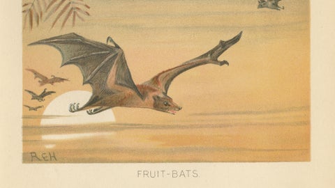 Fruit Bats Antique Chromolithograph Print, Nocturnal Mammals, 1894, close-up 6