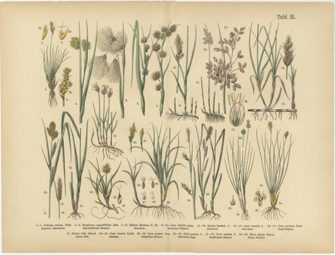 Antique Botanical Prints Set, German Atlas Plants & Grasses, circa 1885, view 4