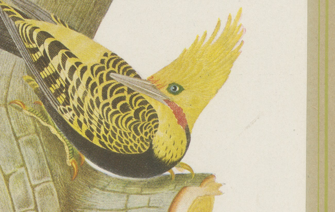 Large Woodpeckers, Brazilian Bird Print, Descourtilz, 1944, view 4