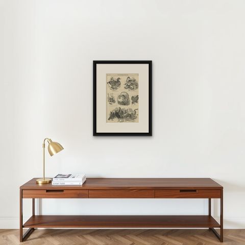 Antique Print of Prize Poultry at the Zoological Society, 1845, shown framed on a wall