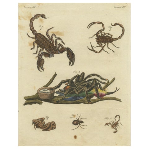 Goliath Bird-Eating Spider and Scorpions: Hand-Colored Engraving, 1792
