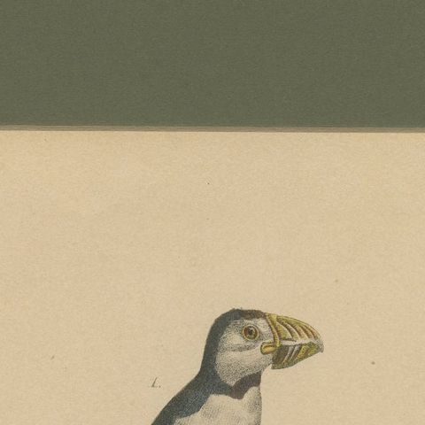 Atlantic Puffin & Tufted Puffin, Antique hand-coloured lithograph, c.1828, close-up 5