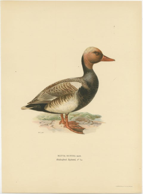 Crimson Crown: Old Bird Print of The Red-Crested Pochard by Magnus von Wright, view 2