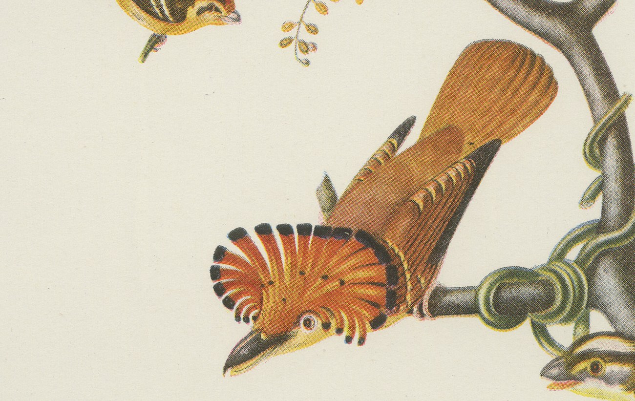 Hummingbirds, Brazilian Bird Print, Descourtilz, 1944, view 4