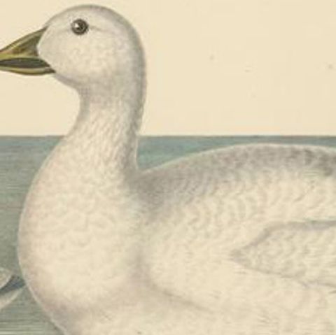 Original Rare Old Bird Print Depicting Cassin's Snow Goose 'Anser Albatus', 1869, close-up 1
