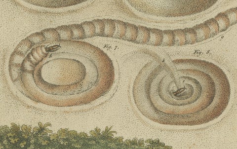 Intricate Insect Life Cycle and Habitats: Hand-Colored Engraving, Bertuch, 1805, close-up 1