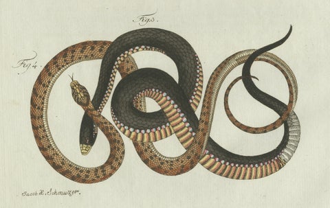 Original Antique Print of Four Exotic Snakes by Bertuch, 1802, close-up 5