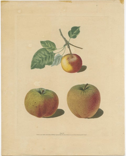 Antique Print of Pomme d'Api, Padly's Pippin and Bigg's Nonsuch Apples, view 2