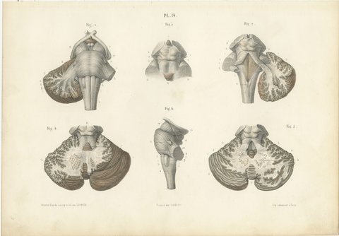 The Brain Stem and Cerebellum, Antique Hirschfeld Anatomy Print, 1866, view 2