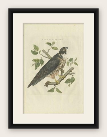 Antique Bird Print of the Eurasian Hobby 'falcon' by Sepp & Nozeman, 1797, shown framed