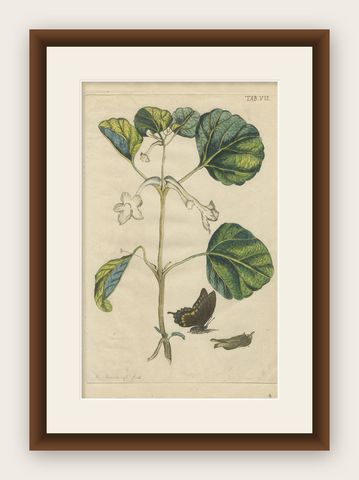 Bold Leaves and Butterfly, Hand-Colored Botanical Print from Meerburgh, 1775, shown framed